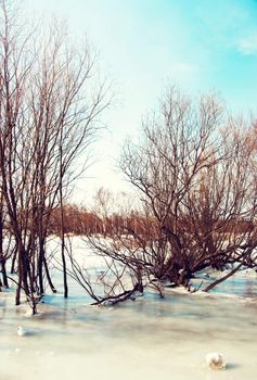 Winter landscape - trees on an ice ice crust