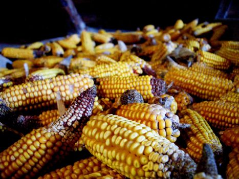 decomposed head  of corn lying on the attic