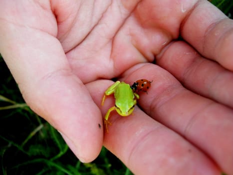 small green frog  and  red  beetle  on the palm