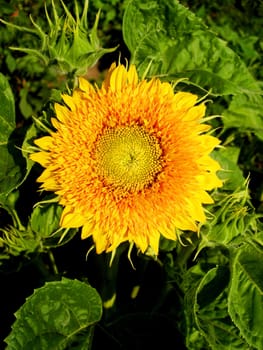 sunflower yellow hat with green leaves