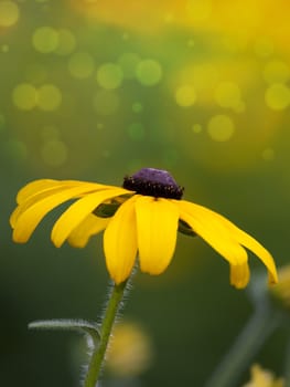 An image of a nice yellow flower