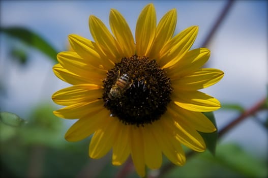 A bee is collecting nectar on a summer sunflower in Colorado.