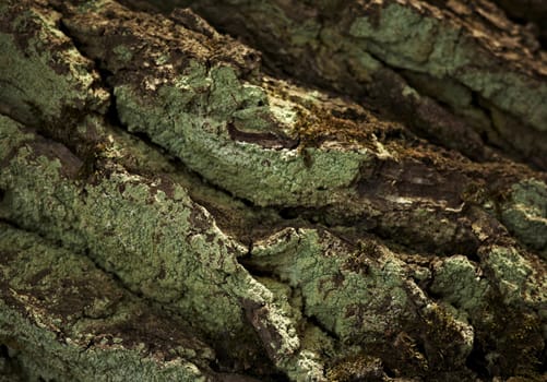 Old oak bark in sunlit day.