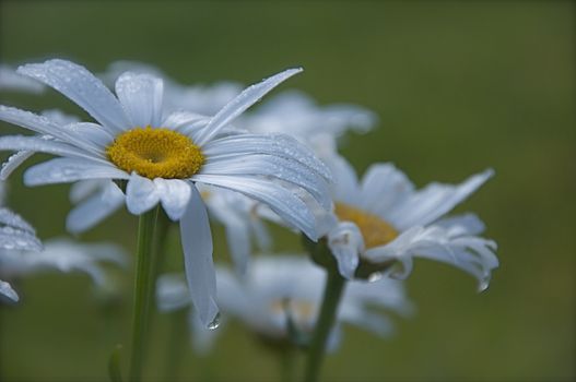 White flowers are kissed with morning dew.