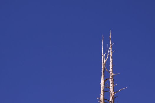 Two old pine trees agains a deep blue sky