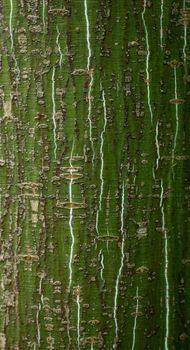 Bark of young alder tree