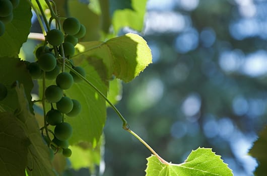 Leaves and grapes hang in a vineyard.