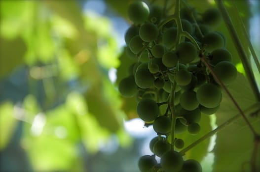 Leaves and grapes hang in a vineyard.