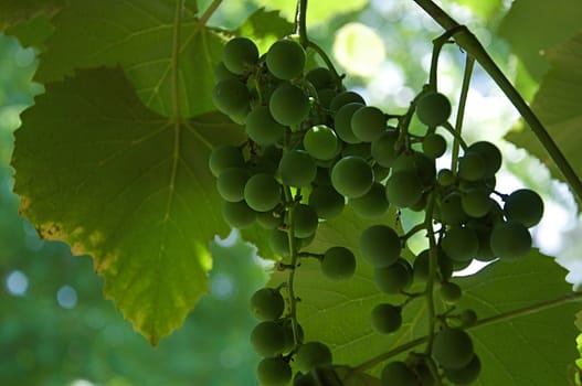 Green grapes hang with leaves in a vineyard.