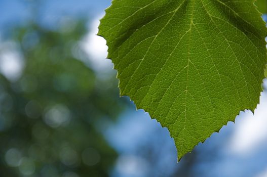 A large, green leaf hangs down in front of a blurred nature background.