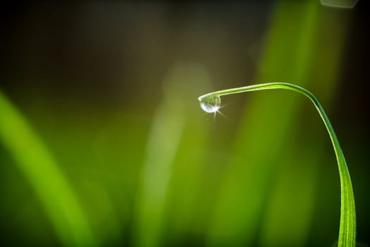 Fresh grass with dew drops