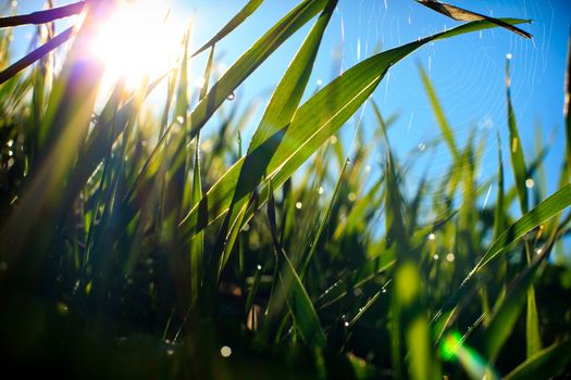 Grass and spider web, covered with morning dew in sun-rays.