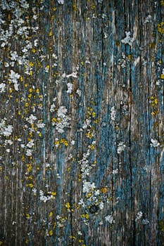 yellow lichen on a blue painted wood texture