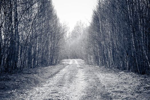 Rural road crosses birch trees.