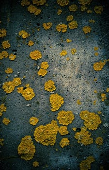 Wall detail with yellow  lichen pieces