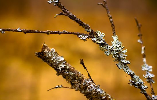 Lichen (Hypogymnia physodes) growing on a branch