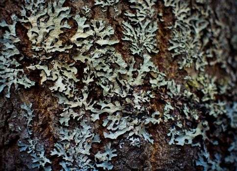 Lichen on wood surface