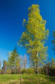 Lonely birch in a forest.