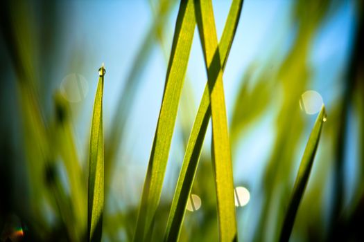 fresh grass against blue sky