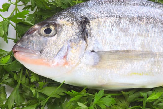 Pacific fresh fish background