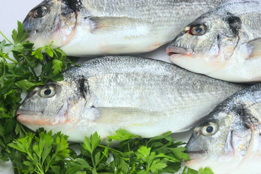 Pacific fresh fish background