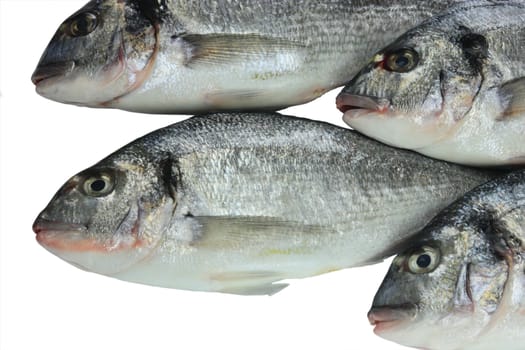 Pacific fresh fish