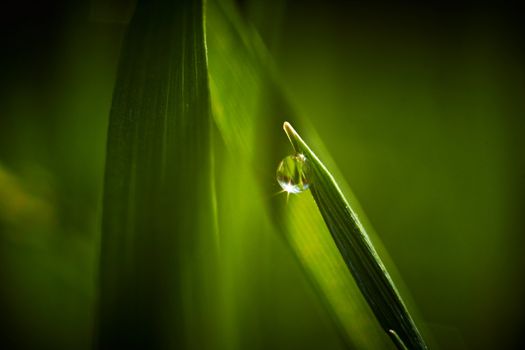 Dew drop on grass macro closeup