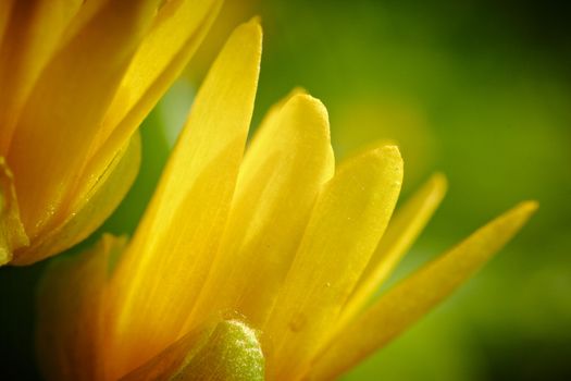 Yellow spring flower (Potentilla recta) 