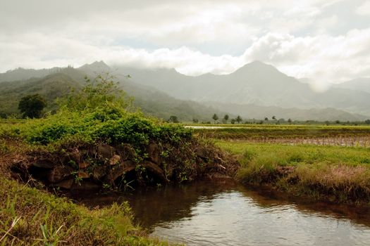 Vegetation covered bridge over drainage ditch in the Hanalei valley in Kauai