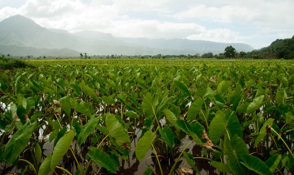 Close-up of Taro leaves in the Hanalei valley in Kauai