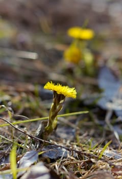 First coltsfoot flowers.