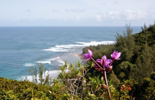 Ke'e beach framed by a purple flower in the foreground