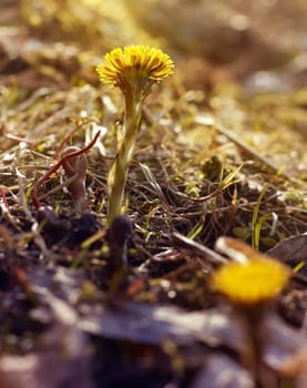 First coltsfoot flower in spring sunrays.