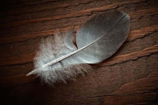 Pigeon feather on the old wood texture.