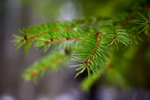 Green prickly branches of a fur-tree closeup