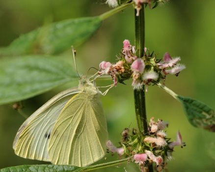 A cabbage white butterfly perched on a flower.