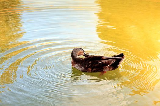 Mallard in the water to beautify their feathers.