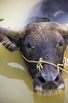Image of a water buffalo at a farm located at Guilin, Guangxi Zhuang Autonomous Region, China.