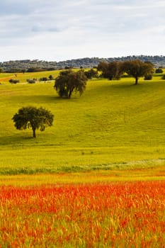 Typical landscape of Alentejo in the beginning of spring. Portugal.