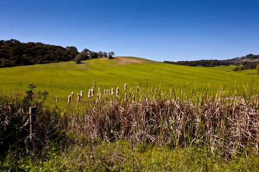 Beautiful green field with trees in the background.