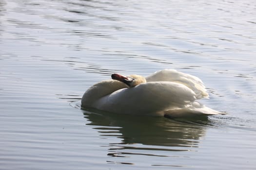 Wild swan mute on its lake in France.