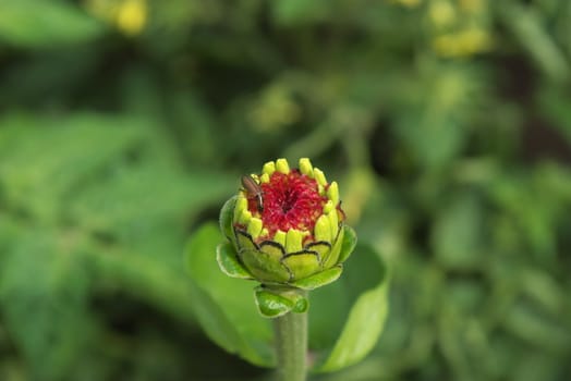 bug on flower