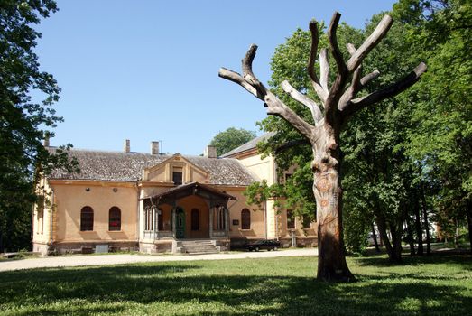 dead trees in the park against the backdrop of an old house