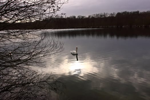 Wild swan mute on its lake in France.