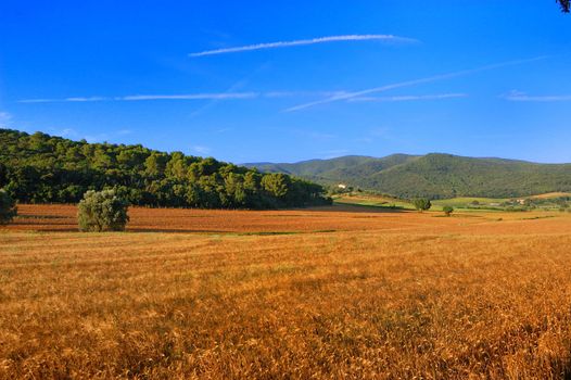 panoramic view of a wheat field (Tuscany, Italy)