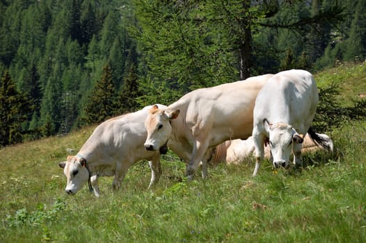 white cows in an alpine pasture (Italy)