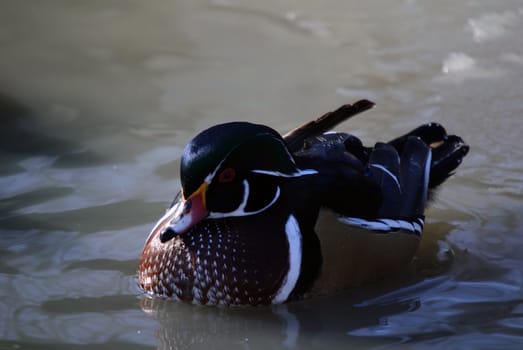 Picture of a beautiful Wood Duck swimming in a pond