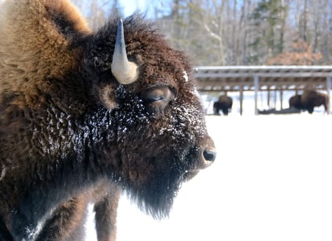 Close-up portrait of a bison