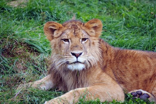 Closeup picture of a young male lion resting in the grass