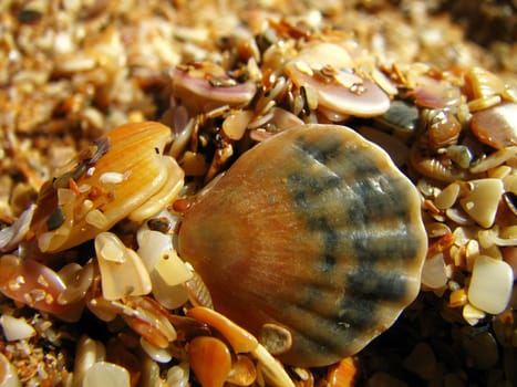 The splinters of cockleshells covering a beach